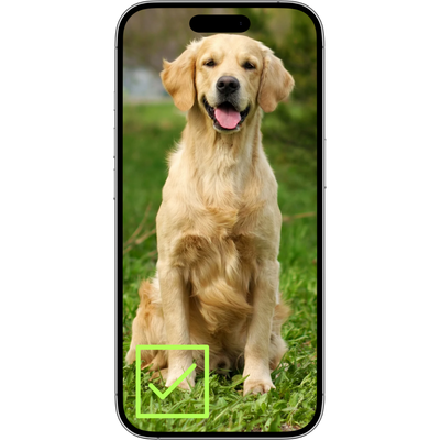 Choose Your Signature Style Pawtrait