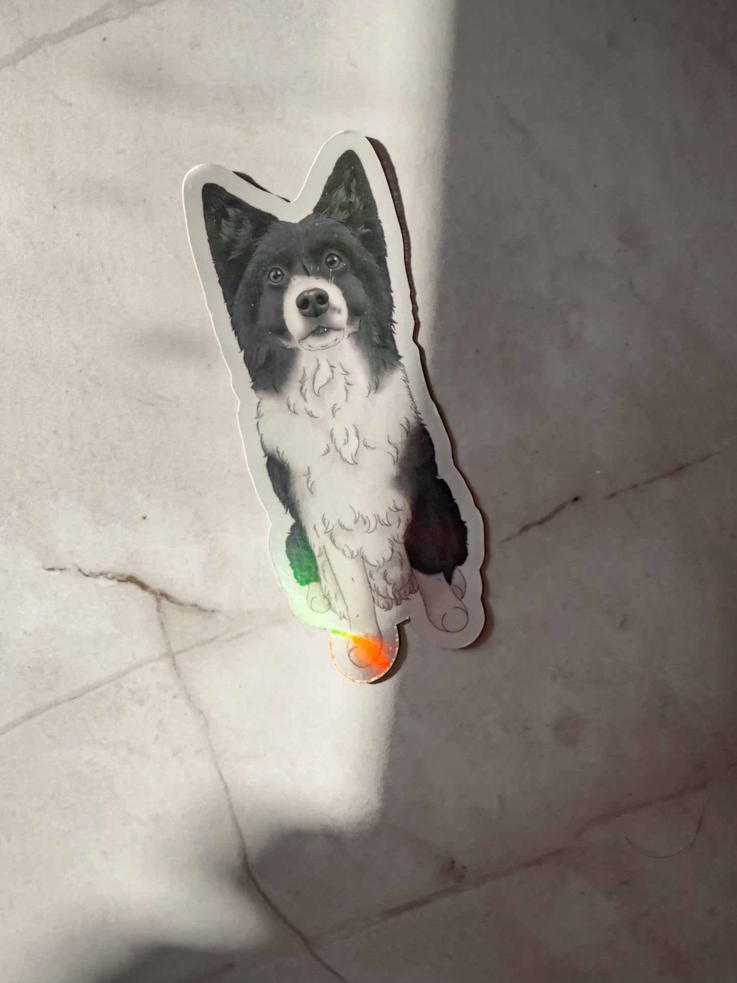 Pawtrait Magnets